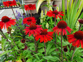 Echinacea pur. 'Sunseekers Orange' - Purpursolhat